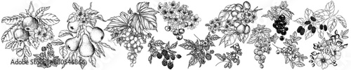 Vector set of 14 fruits and berries in engraving style. Cherries, grape, apples, rose hips, raspberries, blackberries, cloudberries, lingonberries, blueberries, pear, currant, mulberry, apricot