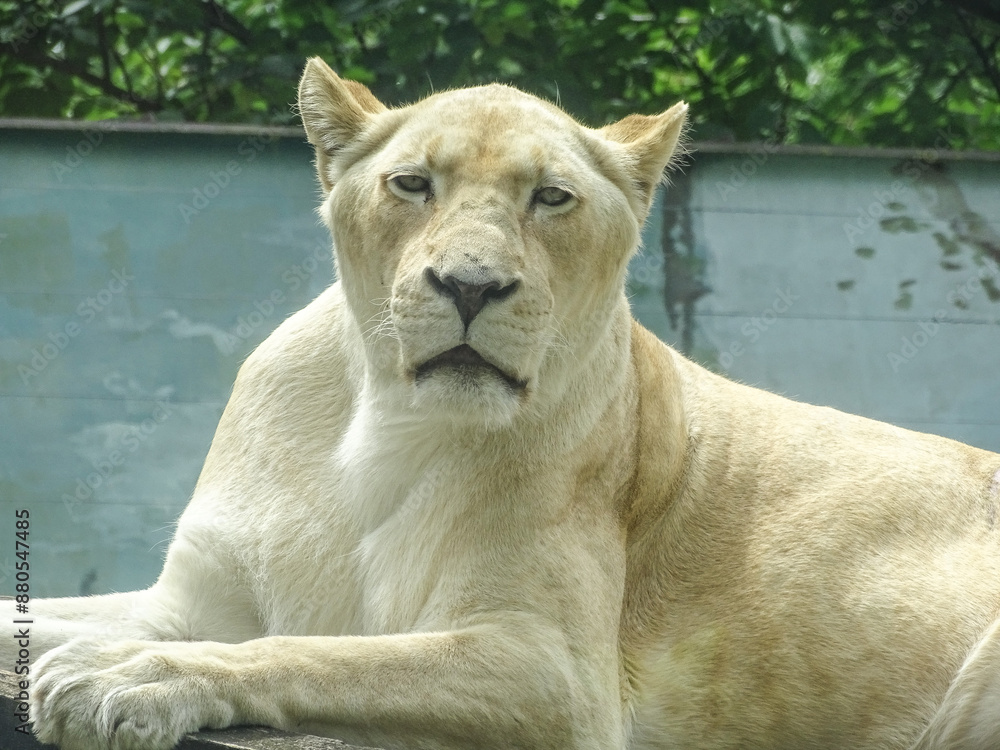 Obraz premium The white lioness at the zoo during the summer