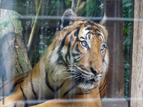 Malayan tiger at the zoo photo