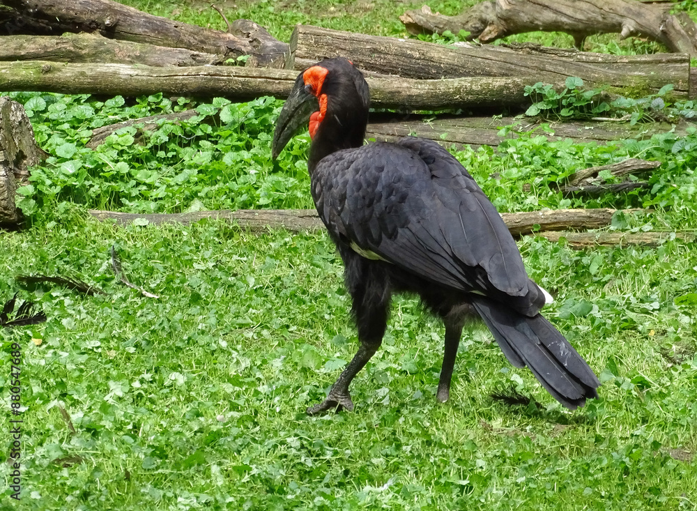 Obraz premium Southern ground hornbill at zoo. Bucorvus leadbeateri
