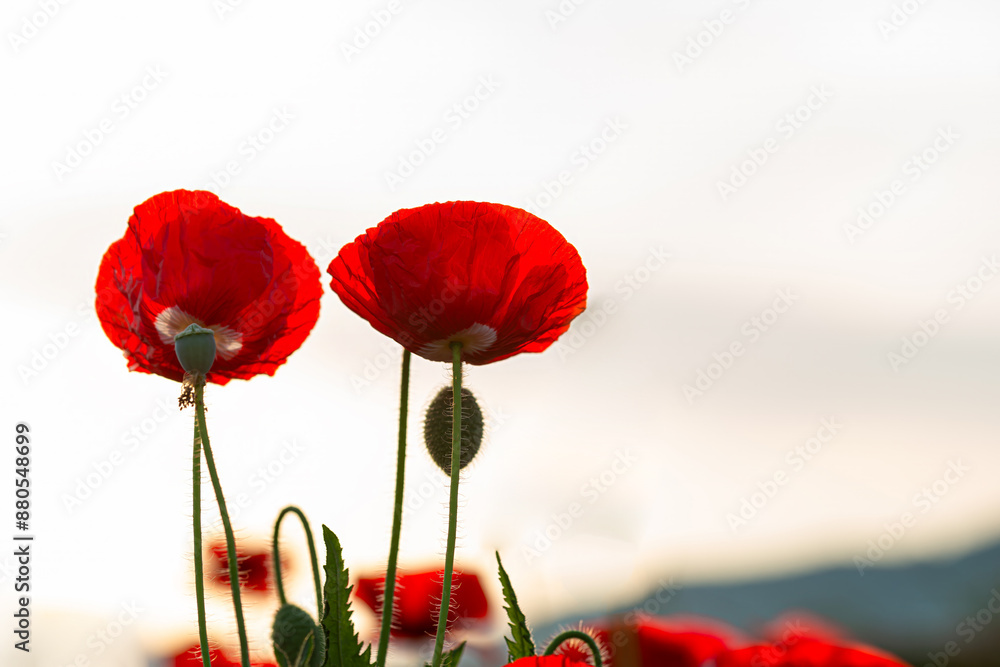 Obraz premium A beautiful Yang Fei ear that matches the light.