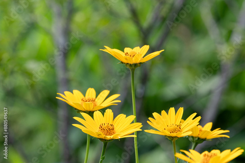 ヒメヒマワリの花