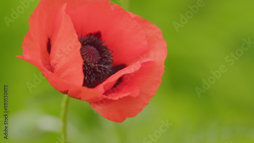 Summer poppy flowers on green field. Open oriental poppy. Papaver orientale Allegro. Close up.