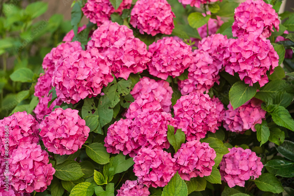 Garden of Pink Hydrangeas: A close-up view of the lush and colorful flowers in bloom Garden of Pink Hydrangeas: A close-up view of the lush and colorful flowers in bloom