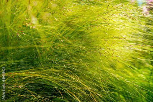 Long, soft and fresh vetiver grass.