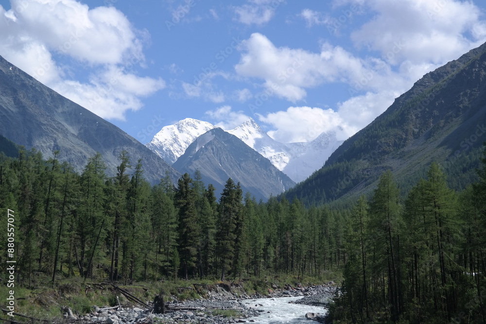 The mountain river flows through a valley with dense coniferous forest on the slopes under the blue sky with white clouds. The river is in the foreground, and the forest is in the background. The mountain river flows through a valley with dense coniferous forest on the slopes under the blue sky with white clouds. The river is in the foreground, and the forest is in the background.
