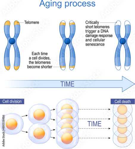 Aging Process and  Telomeres