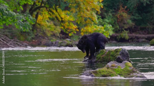 Black Bear, River, Canada, Forest 