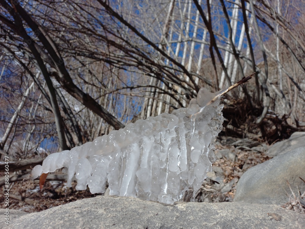 Obraz premium Ice on the stick