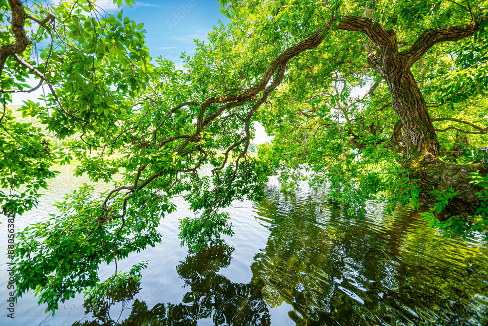 Fototapeta premium Beautiful riverside village scenery with old trees and forests.