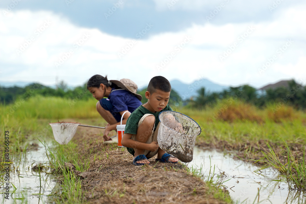 Asian girl and boy study the ecosystem in a rice field. Use a fish net strainer to collect water samples in the rice fields to examine the living creatures that live there. Asian girl and boy study the ecosystem in a rice field. Use a fish net strainer to collect water samples in the rice fields to examine the living creatures that live there.