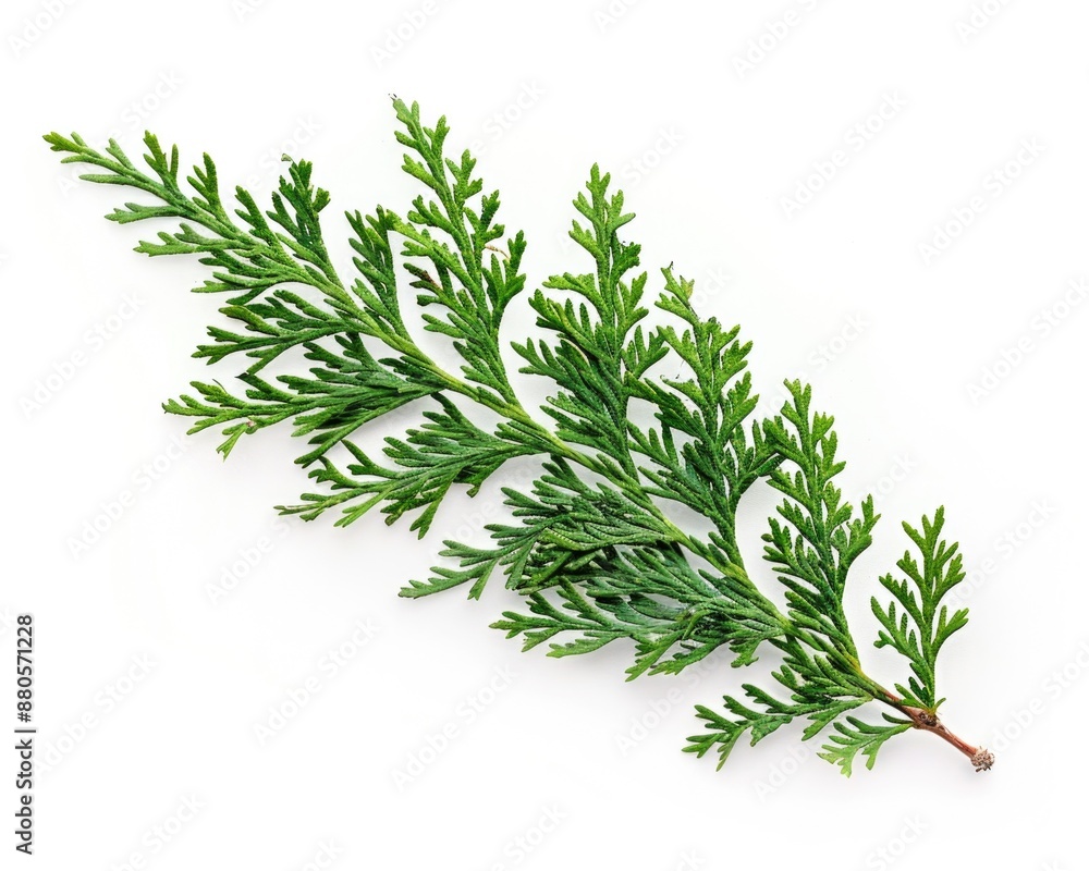 Sprig of Thuja: Close-up of Fresh Green Evergreen Twig in Natural Decorative Christmas Flora Sprig of Thuja: Close-up of Fresh Green Evergreen Twig in Natural Decorative Christmas Flora
