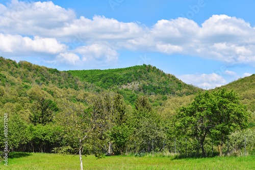 Green meadow with fir trees and trees in a mountainous area. Spring mountain landscape photo