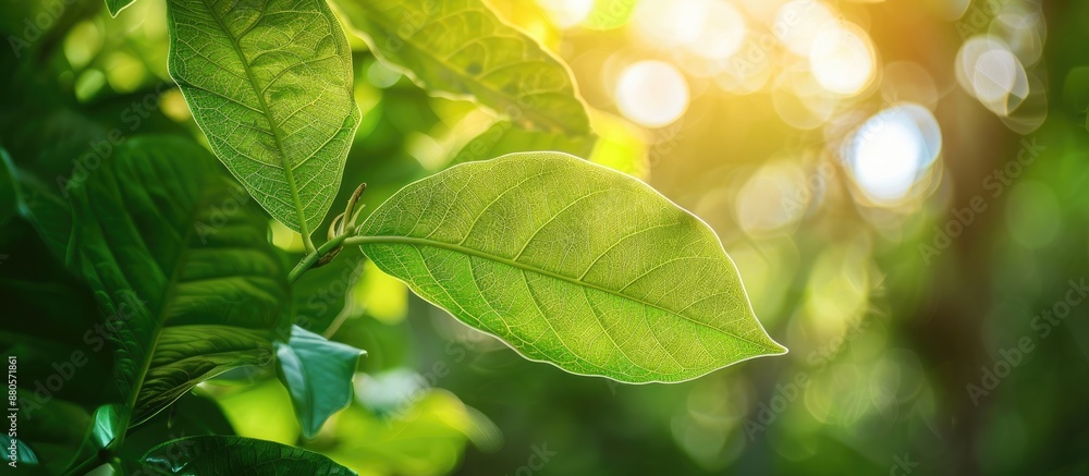 Green leaf in a natural setting with a serene copy space image of nature in the background Green leaf in a natural setting with a serene copy space image of nature in the background