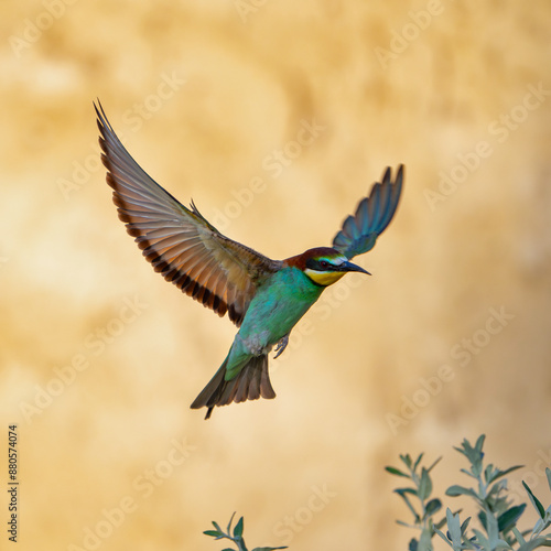 European bee-eater Merops Apiaster in the wild