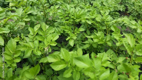 Wallpaper Mural potato plantations grow in the field. vegetable rows. farming, agriculture. Landscape with agricultural land. Torontodigital.ca