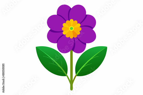 Primrose flower vector illustration 
