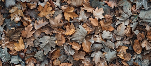 Various types of dead leaves creating a textured surface with copy space image