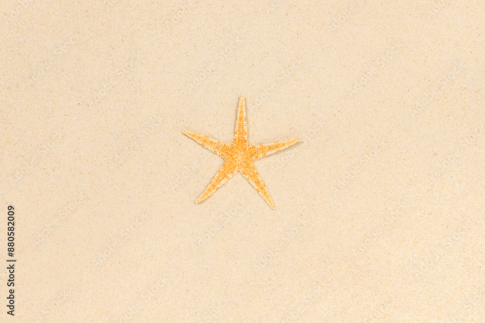 lonely starfish on a sandy beach. star on the sand. top view lonely starfish on a sandy beach. star on the sand. top view