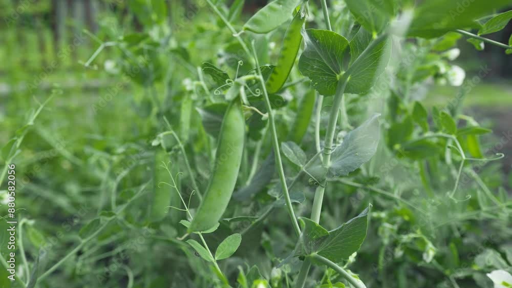 Green peas in the summer garden. Growing vegetables. Green peas in the summer garden. Growing vegetables.