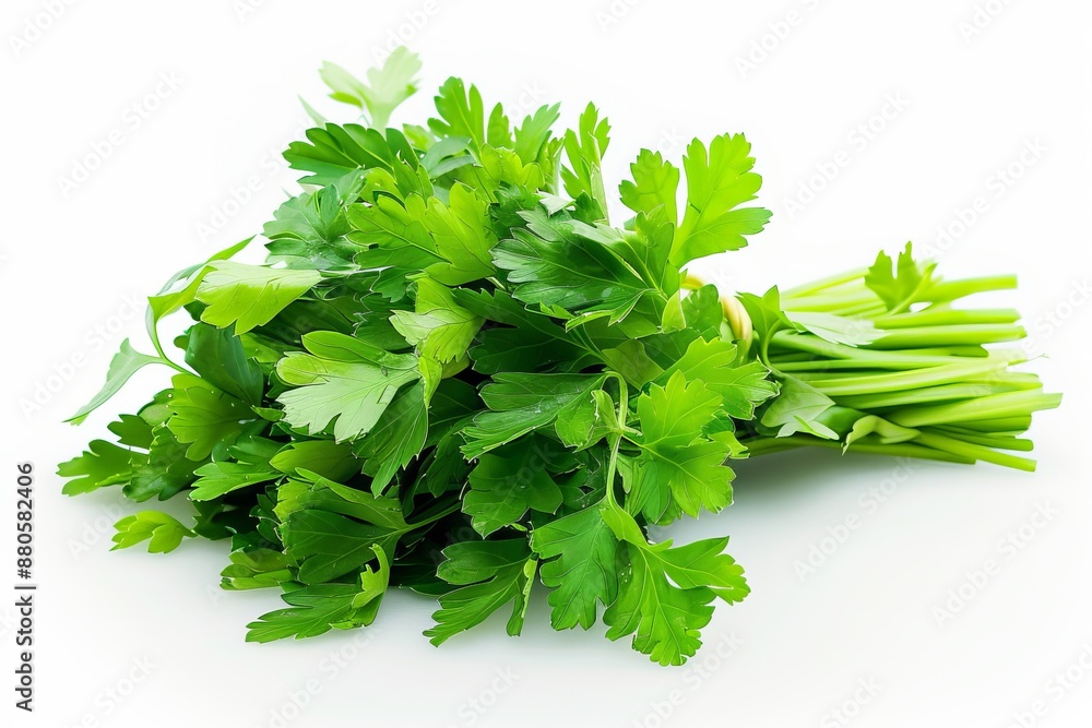 Fresh parsley sprigs isolated on white background Fresh parsley sprigs isolated on white background