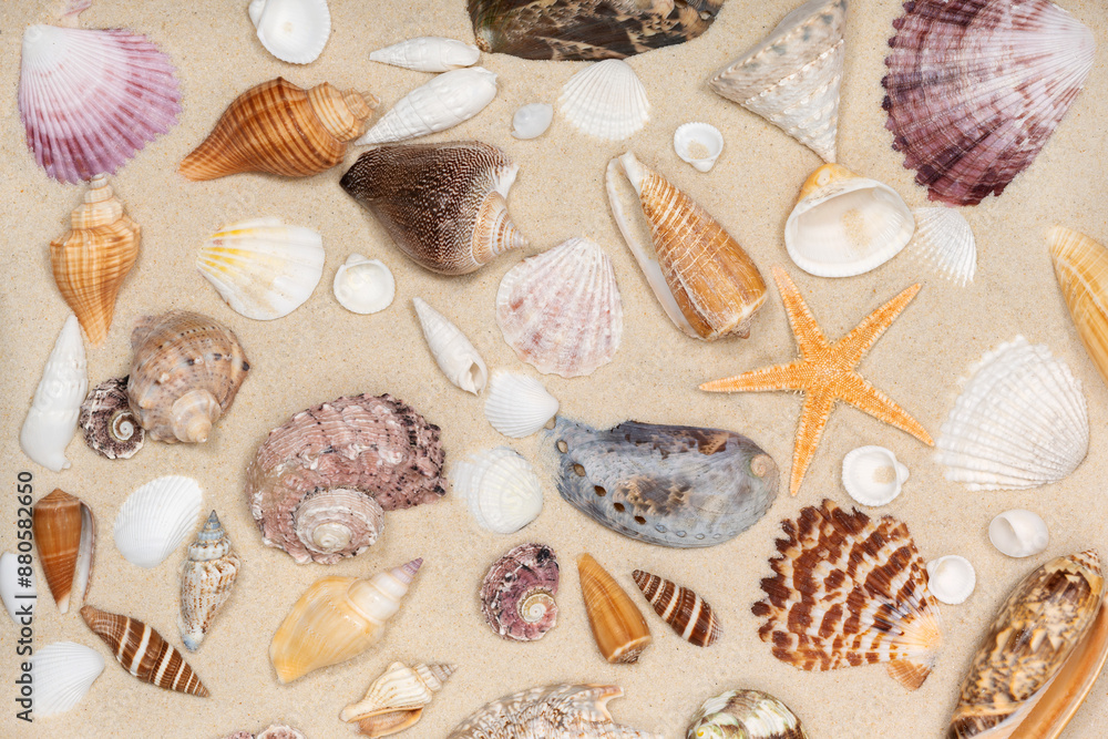Sandy beach background with seashells and starfish. natural sand textured background. summer holiday vacations concept . resort beach. top view. Sandy beach background with seashells and starfish. natural sand textured background. summer holiday vacations concept . resort beach. top view.