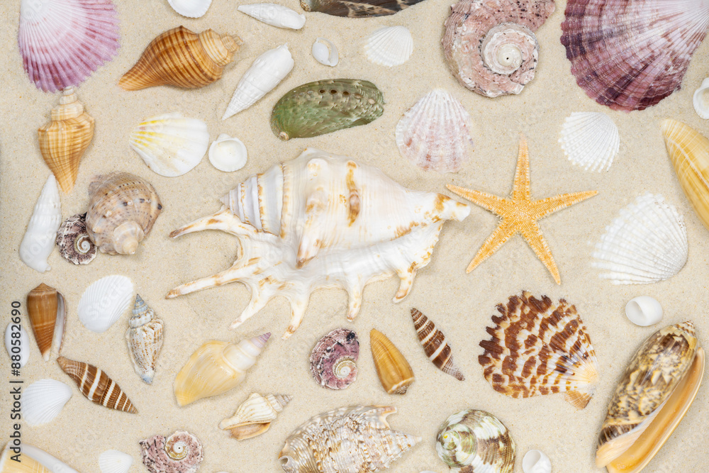 Sandy beach background with seashells and starfish. natural sand textured background. summer holiday vacations concept . resort beach. top view. Sandy beach background with seashells and starfish. natural sand textured background. summer holiday vacations concept . resort beach. top view.