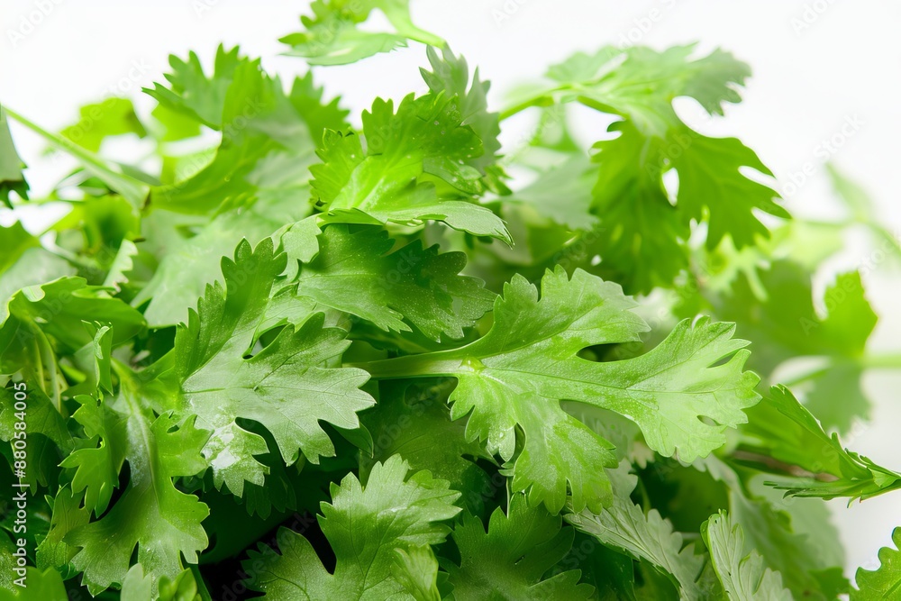 Fresh green coriander leaves closeup on white background