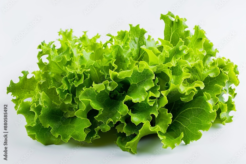 Fresh green lettuce leaves on white background Fresh green lettuce leaves on white background