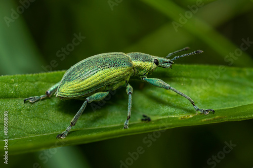 A small yellow-green weevil beetle sits on a green leaf in a thicket of forest grass on a clear summer day.