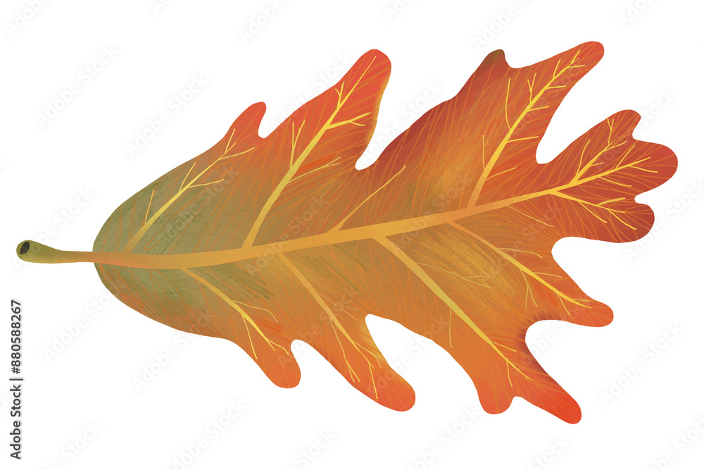 Fototapeta premium Png hand drawn leaf element autumn white oak