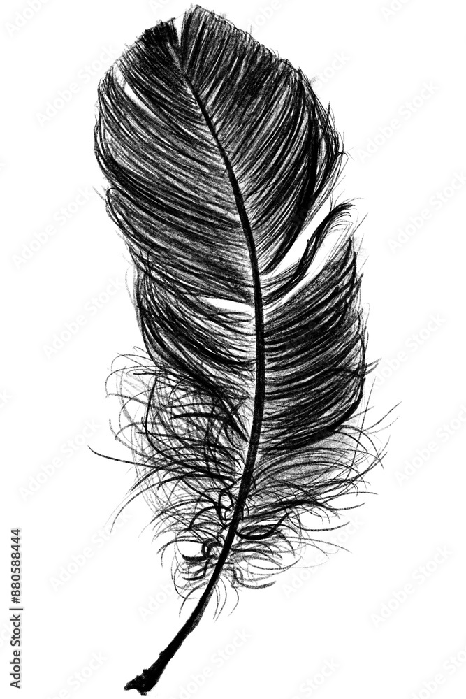 Obraz premium Png black feather design element