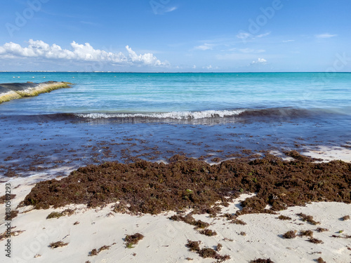 Foto Sargassum seaweed on the Caribbean beach
