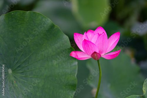 A noble lotus flower with an elegant light pink appearance. photo