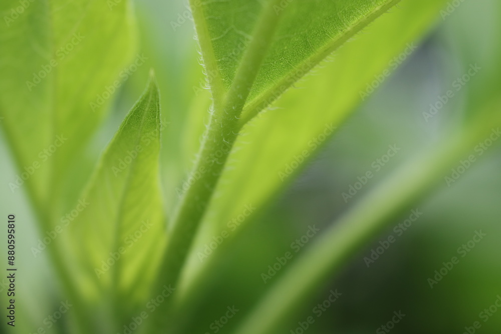 向日葵の新緑(茎の腺毛と若葉) 向日葵の新緑(茎の腺毛と若葉)