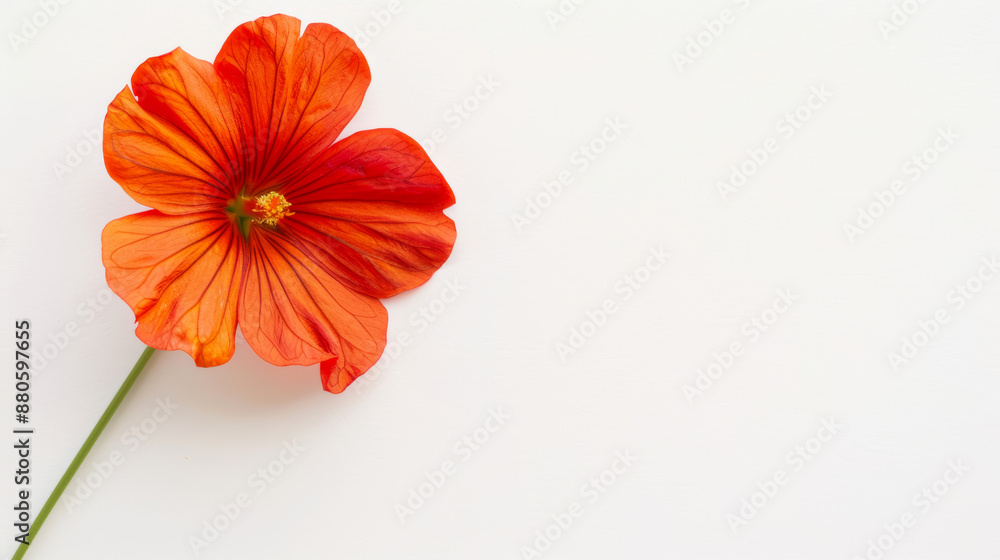 autumnal nasturtium flower with fiery red and orange hues, isolated on a white background, delicate and bold 