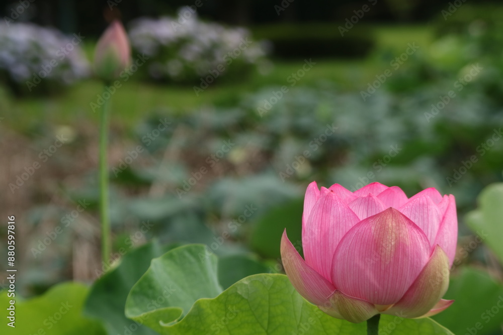蓮の花