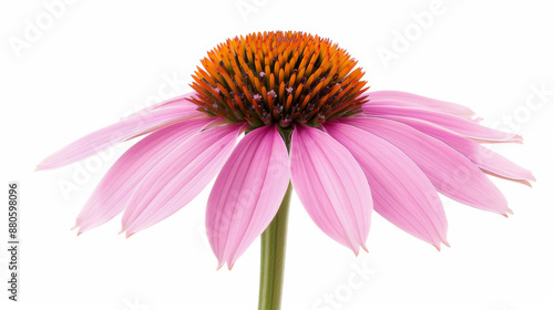 blooming echinacea flower with pink petals and dark orange center, isolated on a white background, intricate texture 