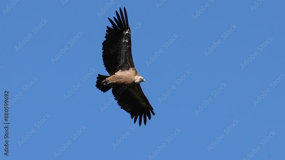 Primer plano de buitre leonado byps fulvus volando con fondo de cielo azul, Alcoy, España Primer plano de buitre leonado byps fulvus volando con fondo de cielo azul, Alcoy, España