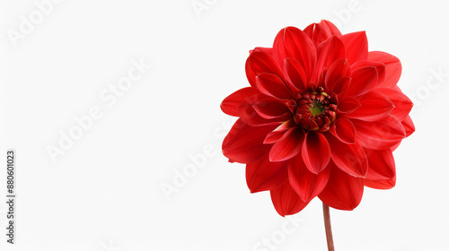 detailed red dahlia flower with layered petals, isolated on a white background, bold and striking 