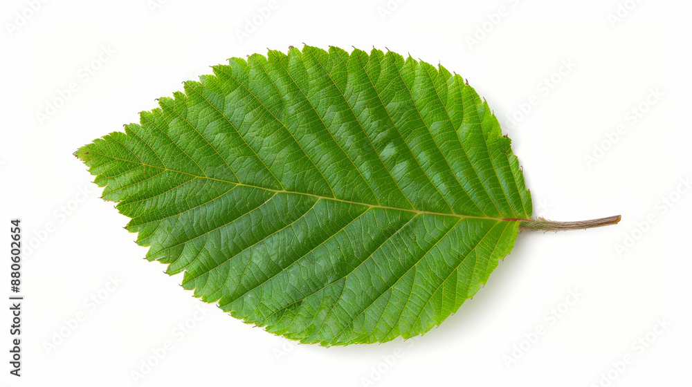 Obraz premium hornbeam leaf with double serrated edges, isolated on a white background, bright green and detailed 