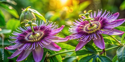 Delicate purple passion flower blossoms with intricate tendrils and crown-like centers bloom amidst lush green foliage with soft natural light and subtle shadows.