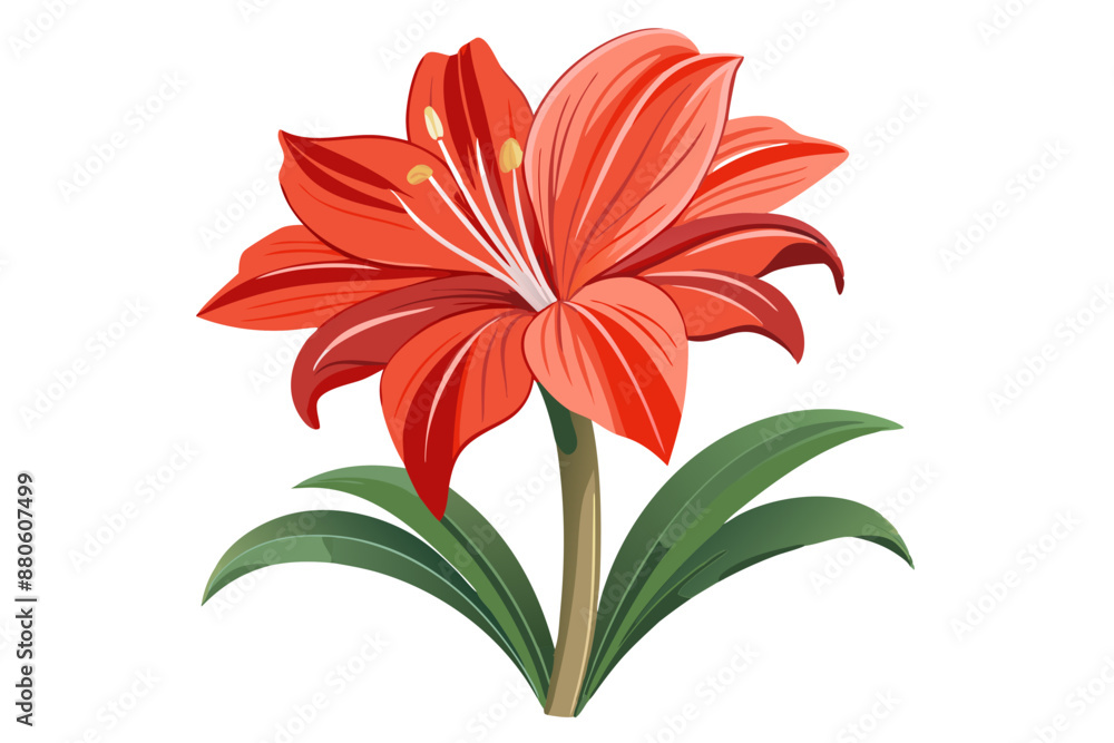 Obraz premium Amaryllis flower vector illustration