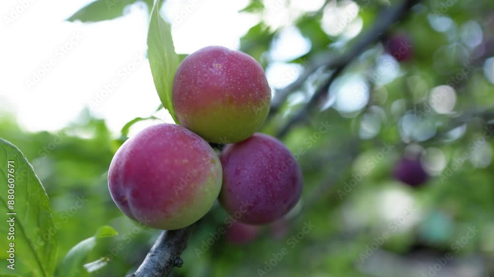 Branch of a plum tree with ripe fruits . Shallow depth of field Branch of a plum tree with ripe fruits . Shallow depth of field