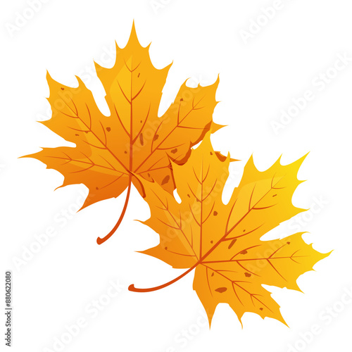 Vector cartoon autumn maple leaves isolated on white background.
