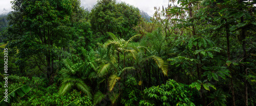 Tropical rain forest with green leaves