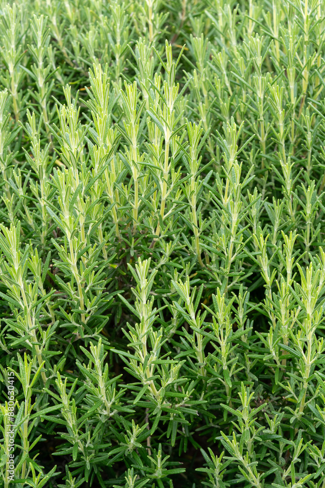 Salvia romarinus 'Arp', rosemary shrub growing in garden outdoors Salvia romarinus 'Arp', rosemary shrub growing in garden outdoors