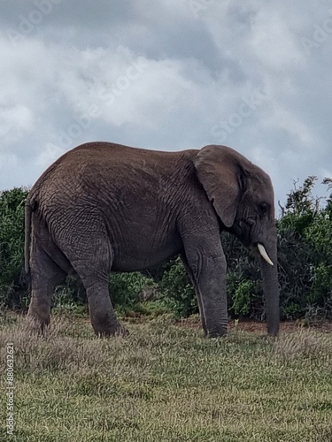 Elefant auf Reisen 