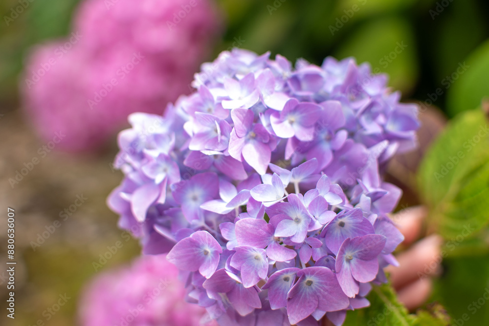 Hydrangea with vibrant color: lilac, pink, white, purple
