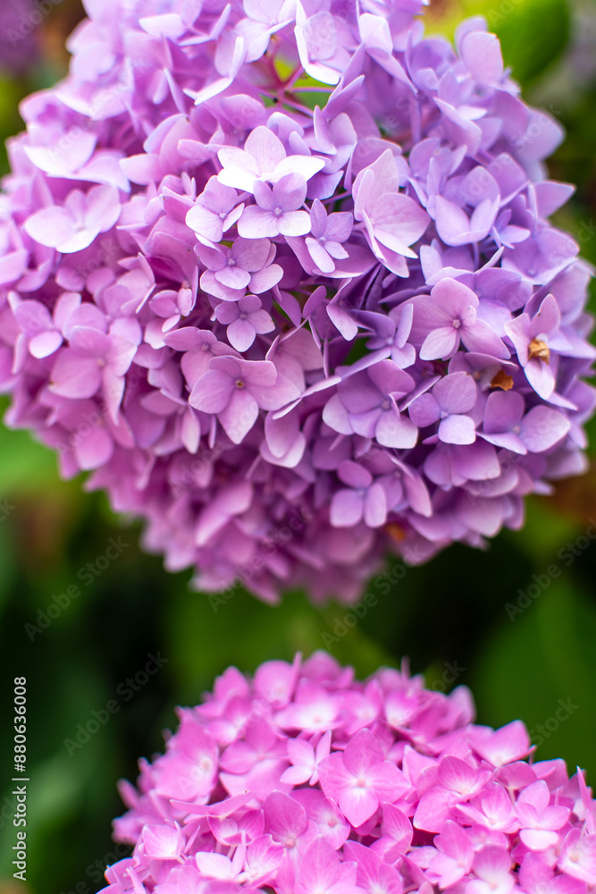 Hydrangea with vibrant color: lilac, pink, white, purple Hydrangea with vibrant color: lilac, pink, white, purple